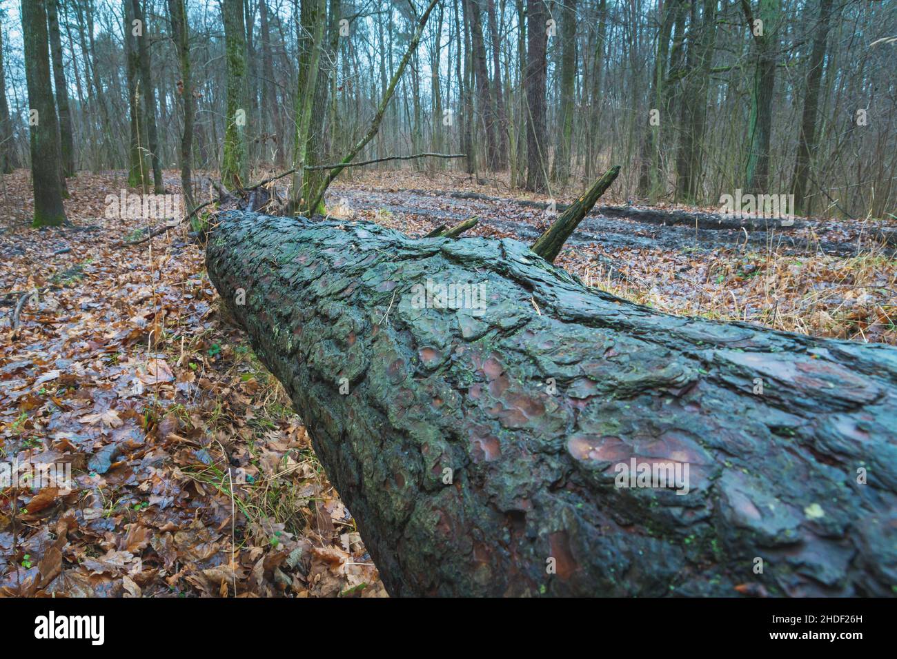 Ein liegender Baum im Herbstwald Stockfoto