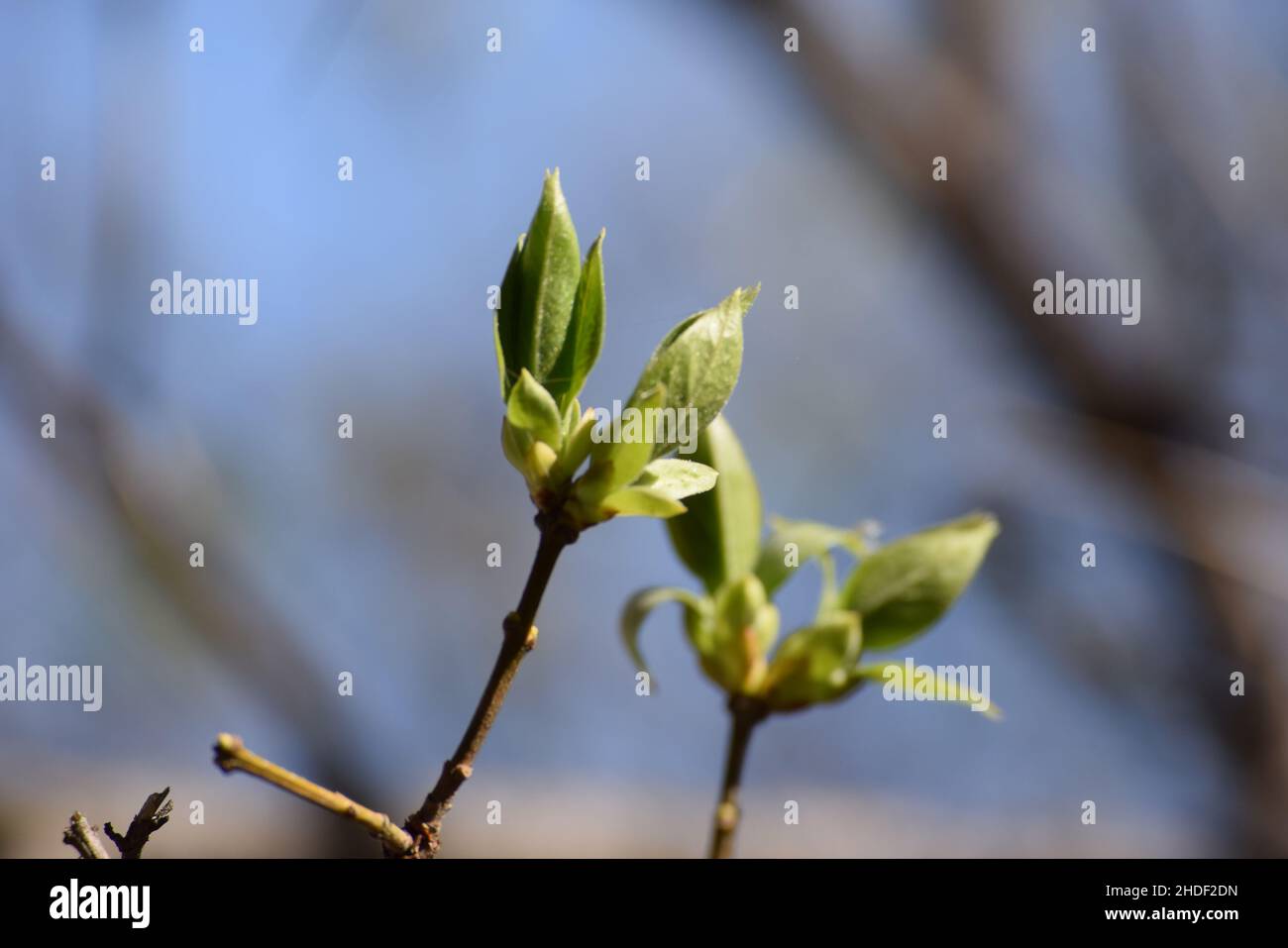 Selektiver Schuss der ersten Blätter des Frühlings Stockfoto