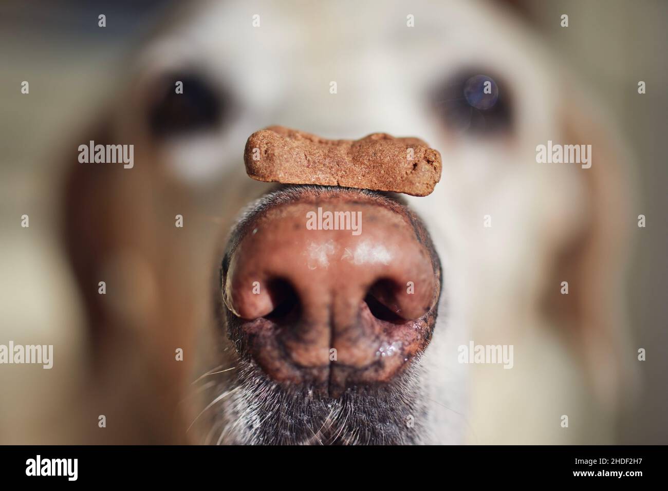 Nahaufnahme eines lustigen Hundes mit Keks. Labrador Retriever balanciert Leckerbissen auf seine Schnauze. Stockfoto