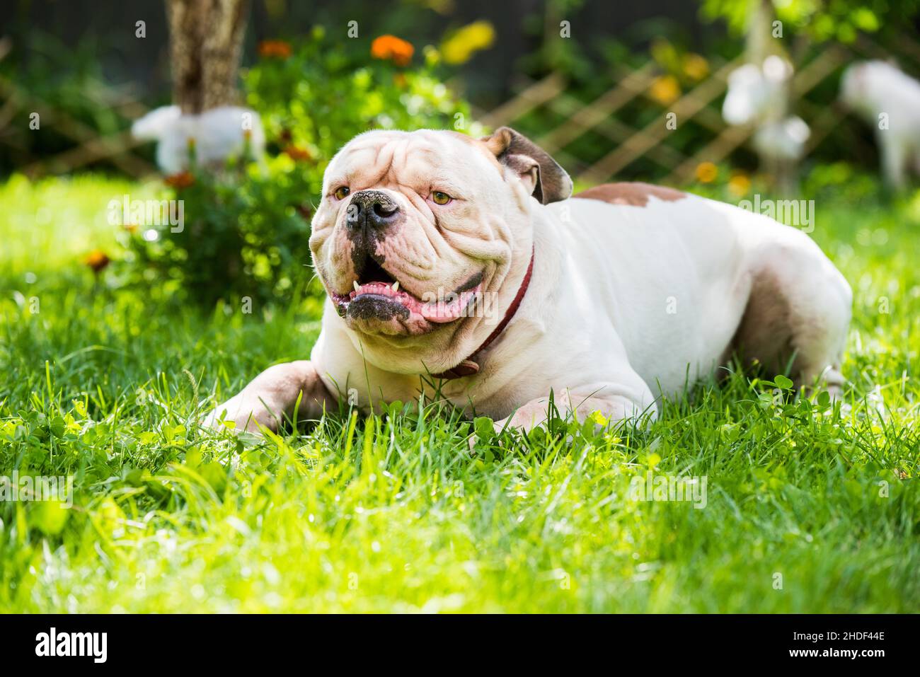 Porträt einer stark aussehenden White American Bulldog auf grünem Gras im Freien. Stockfoto