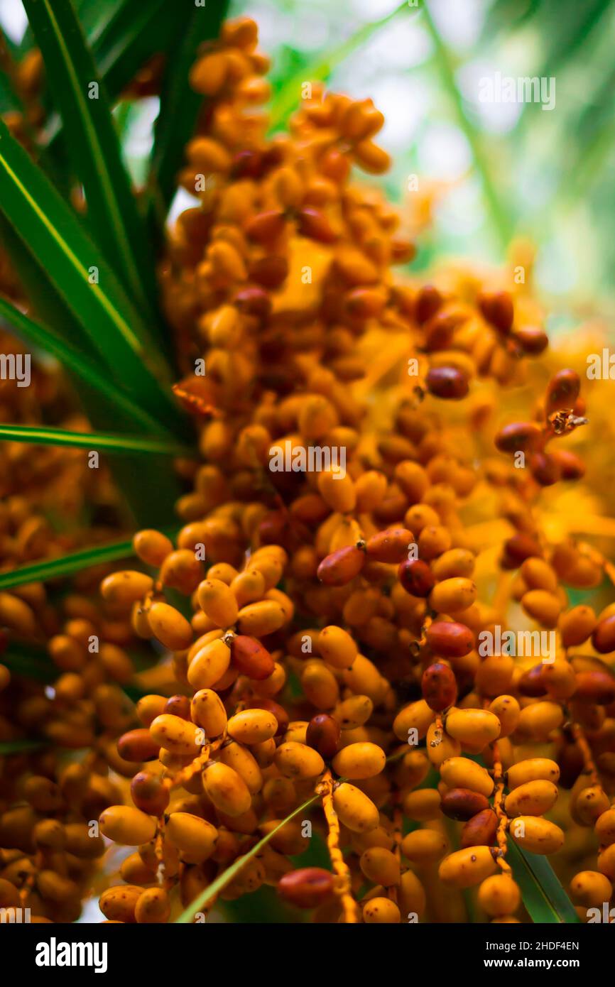 Vertikale Aufnahme von bunten Datteln auf einer Palme während des Tages Stockfoto
