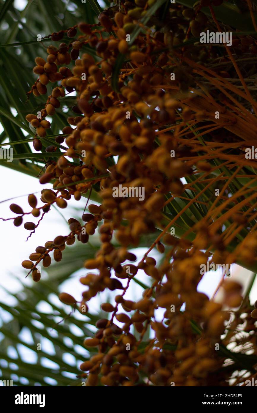 Vertikale Aufnahme von bunten Datteln auf einer Palme während des Tages Stockfoto