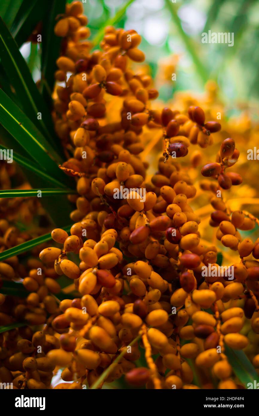 Vertikale Aufnahme von bunten Datteln auf einer Palme während des Tages Stockfoto