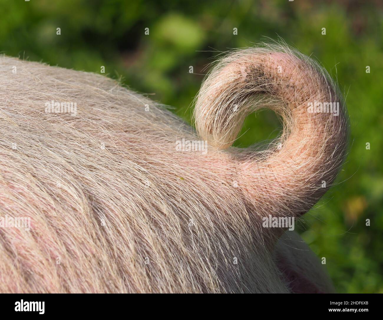 Schwein, Schwanz, gestreifter Schwanz, Schweine, Schwänze, Gestreifte Schwänze Stockfoto