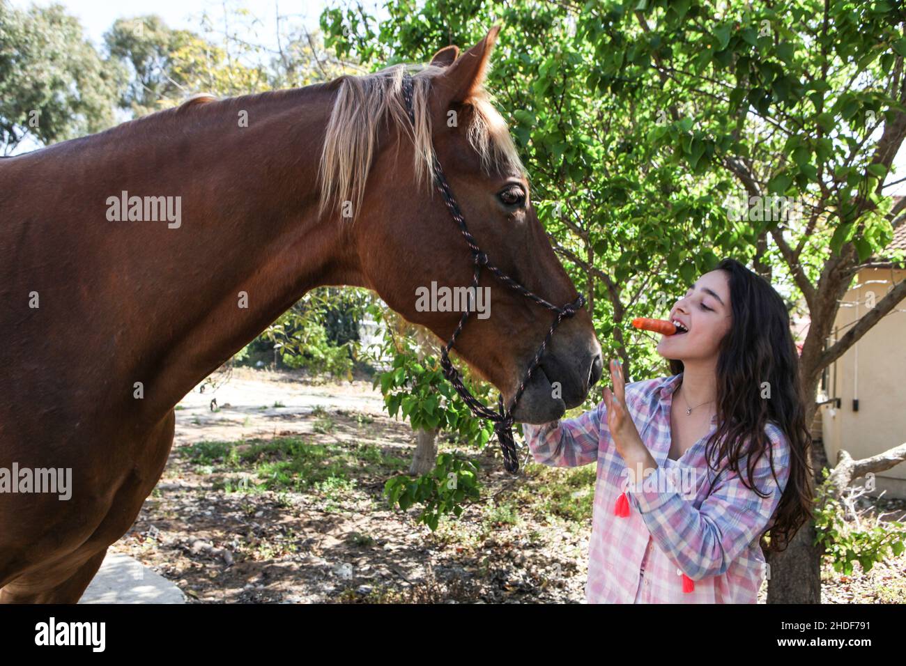 Teen füttert ihr Pferd eine Karotte Stockfoto