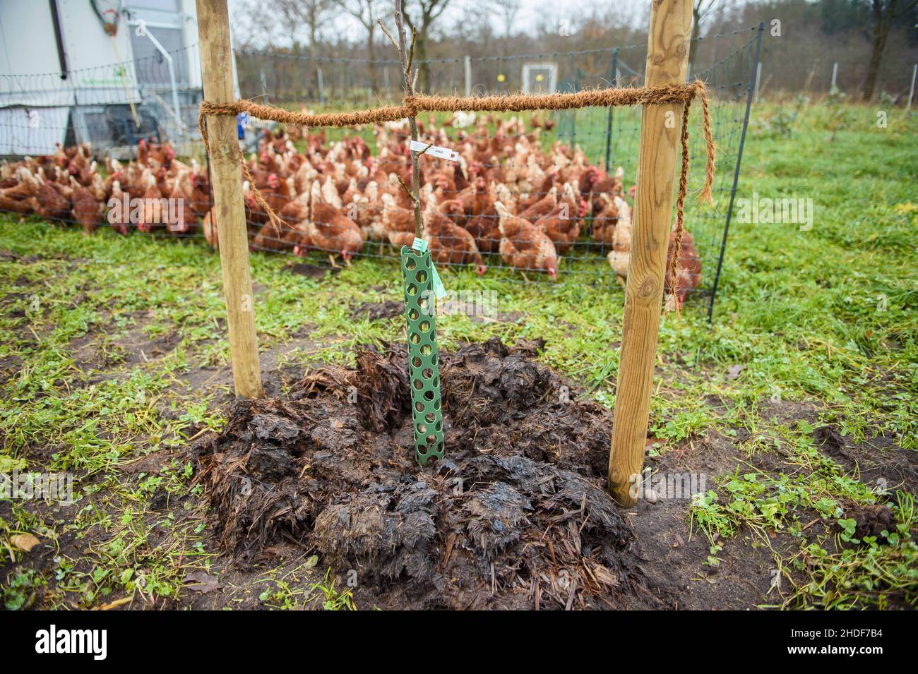 15. Dezember 2021, Schleswig-Holstein, Kropp: Legehennen laufen auf dem familiengeführten Hof Fuhlreit über eine eingezäunte Wiese. Daneben wächst ein Baum für das Agroforstprojekt des Betriebs, um die Tierhaltung mit Elementen der Forstwirtschaft im Rahmen der regenerativen Landwirtschaft zu kombinieren. Foto: Gregor Fischer/dpa Stockfoto