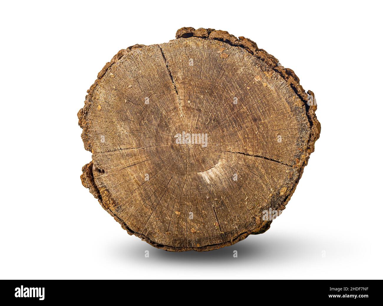 Log, Jahresringe, Eiche, Protokolle, Jahresring, Eichen Stockfoto