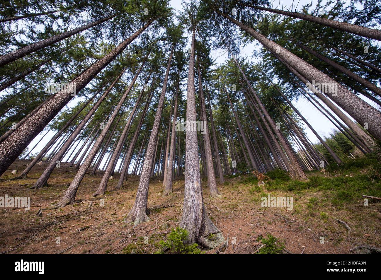 Wald mit geraden Bäumen in den Bergen Stockfoto