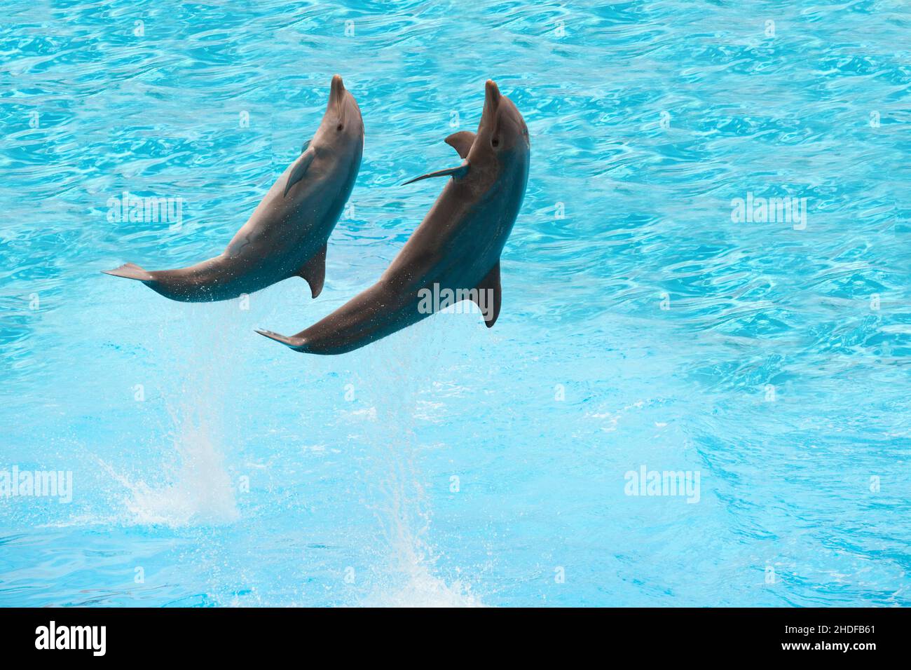 Springen, Delphin, Jumper, Springen, Sprünge, Delfine Stockfoto