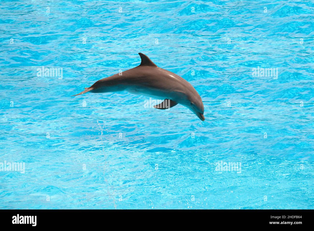 Delfin, Delfine Stockfoto