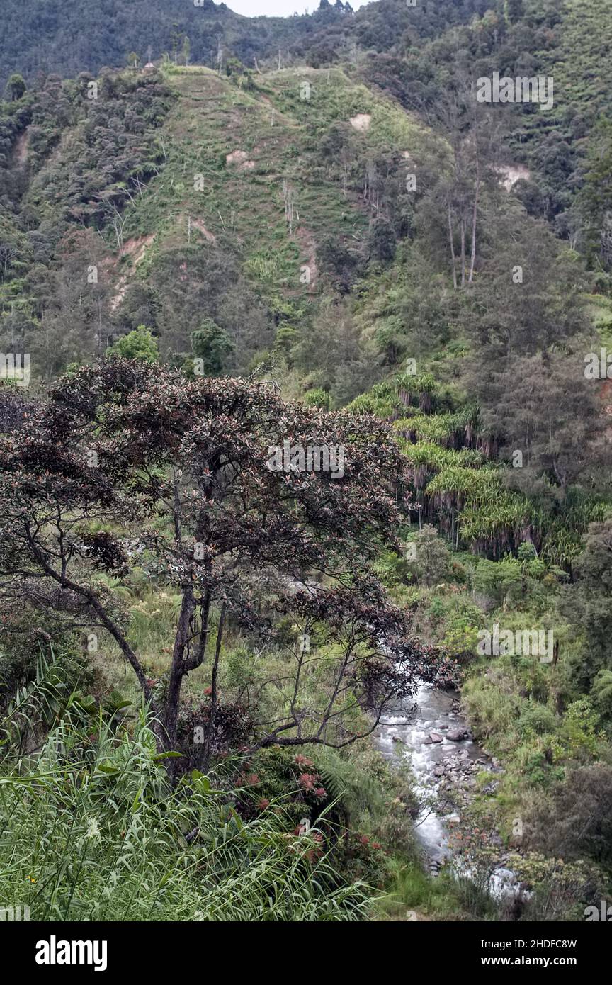 Papua-Neuguinea; Östliches Hochland; Goroka; Namta (Mefenga); Ein kleiner wilder Fluss in den Bergen. Ein kleiner wilder Fluss in den Bergen. 山中的一條小野河。 Stockfoto