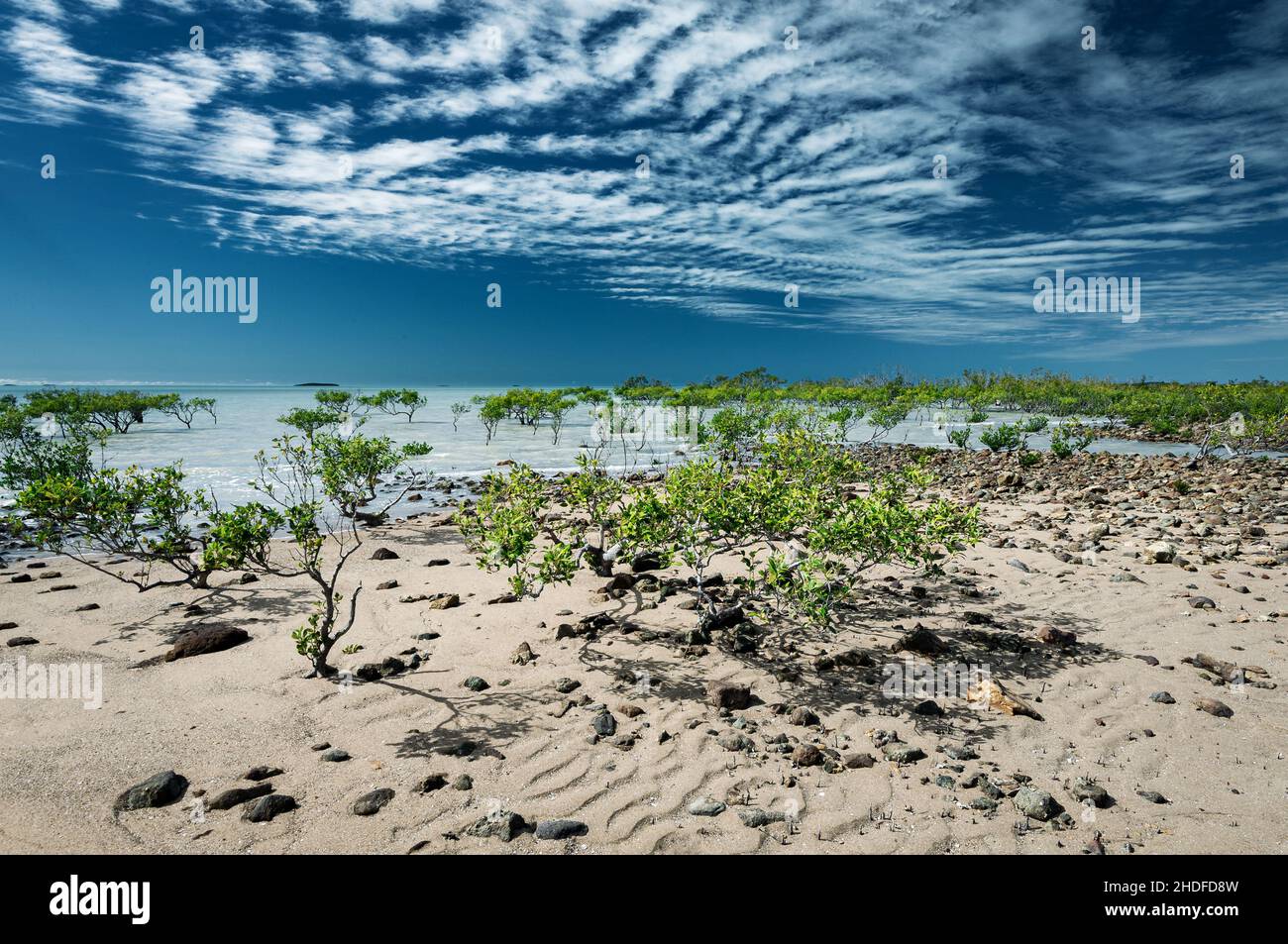 Mangroven bei Ebbe entlang der Capricorn Coast. Stockfoto