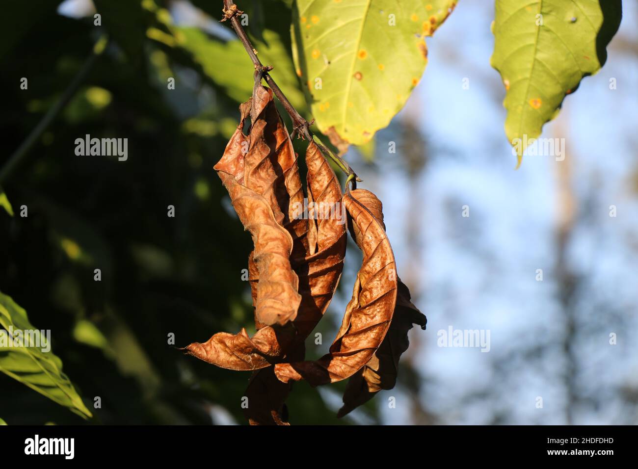 Robusta-Kaffeepflanze mit Sonneneinstrahlung auf den frischen und trockenen Blättern Stockfoto