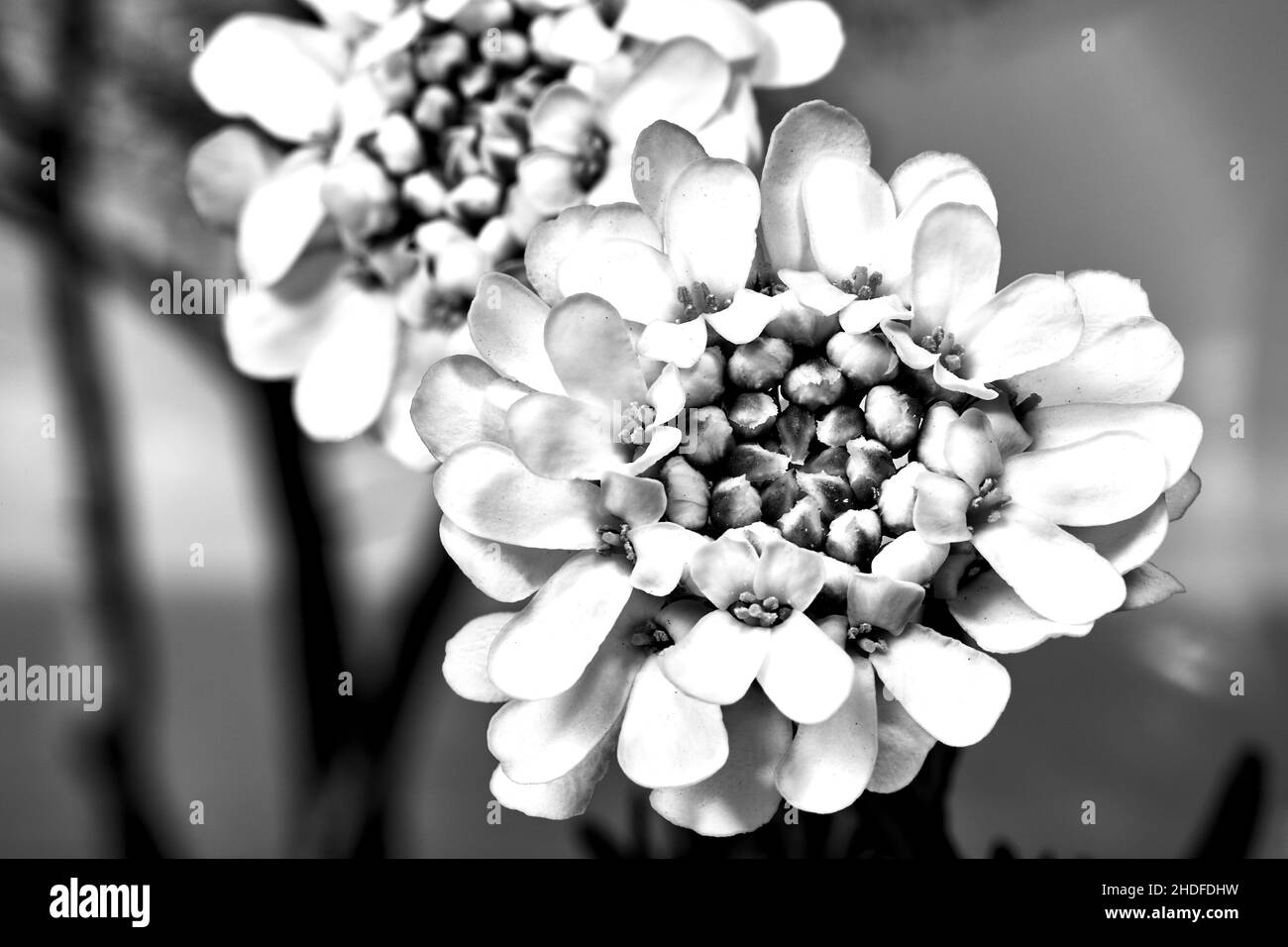 Weiße Blüten Evergreen Candytuft Blume blüht im Frühjahr auf der Wiese, einfarbig Stockfoto