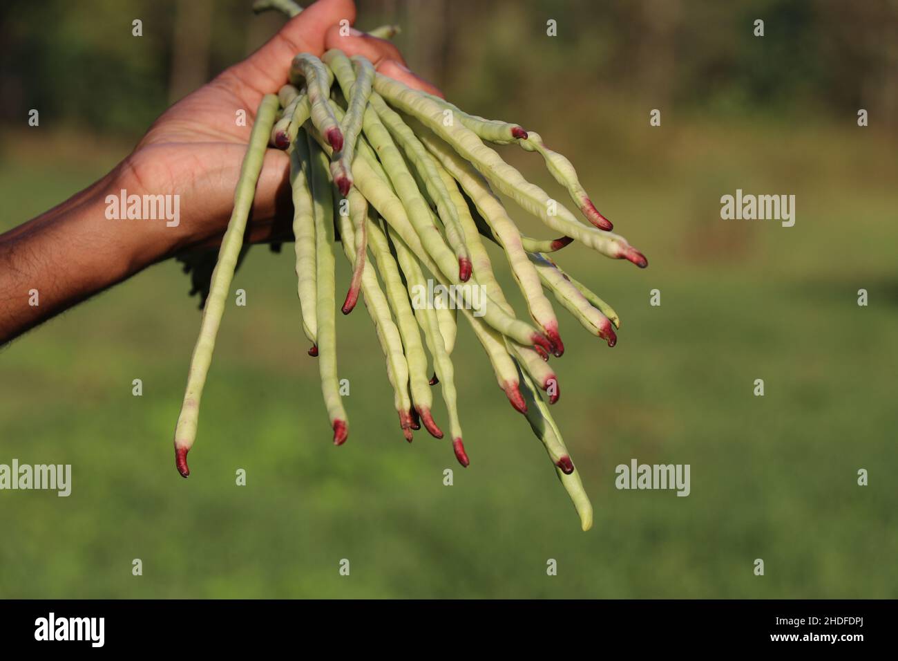 Yard lange Bohnen in der Hand gehalten nach der Ernte auf Natur Hintergrund Stockfoto