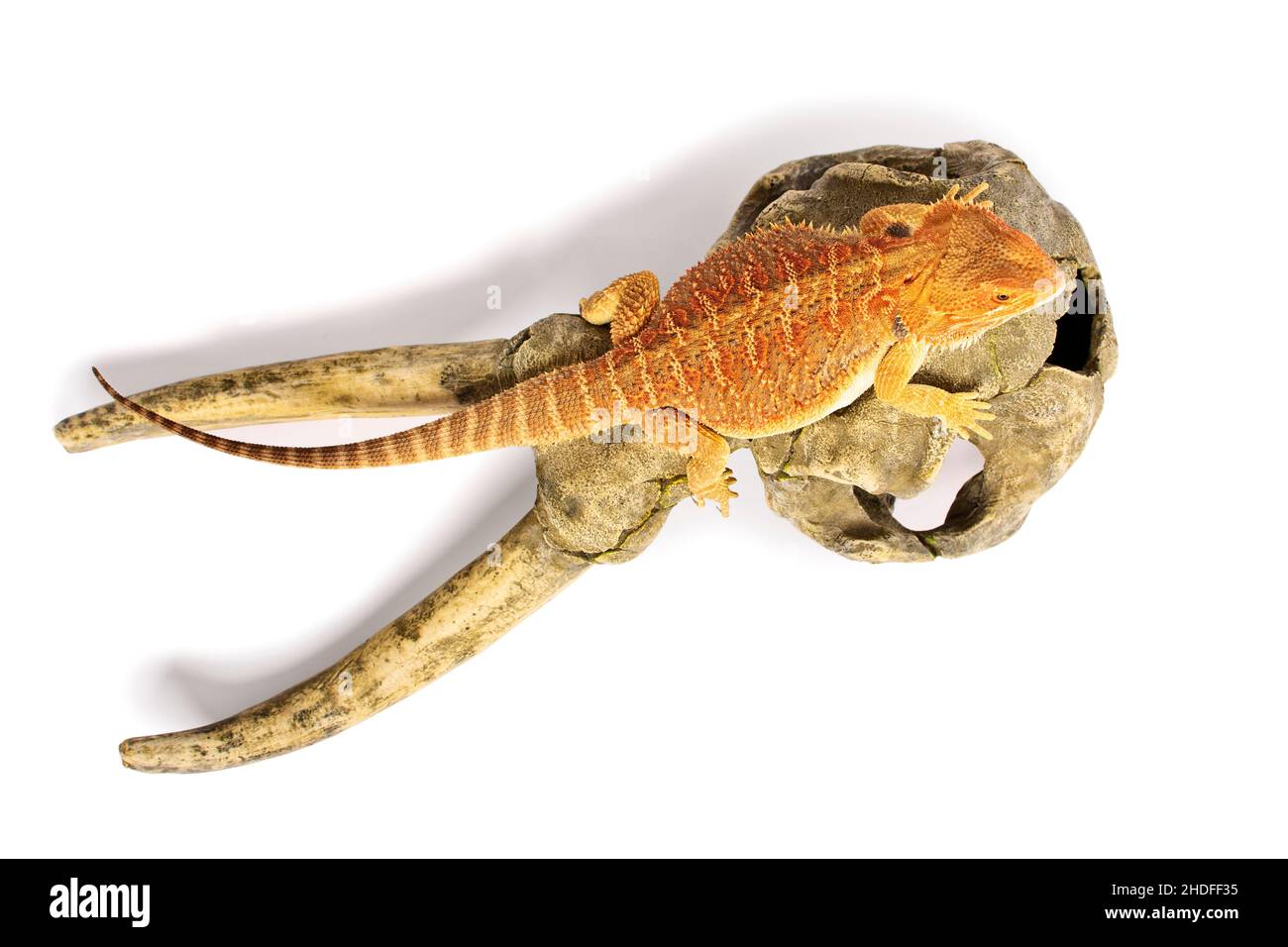 Bärtiger Drache, bärtige Drachen Stockfoto