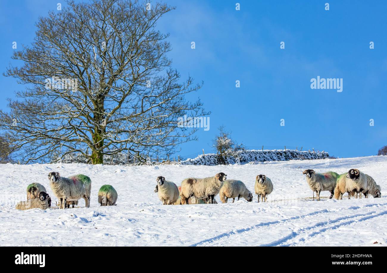 Winter in den Yorkshire Dales. Eine Schar von Swaledale Mutterschafen stand in tiefem Schnee, der nach vorne mit hellblauem Himmel im Hintergrund zugewandt war. Swaledale Schafe sind eine harte Stockfoto