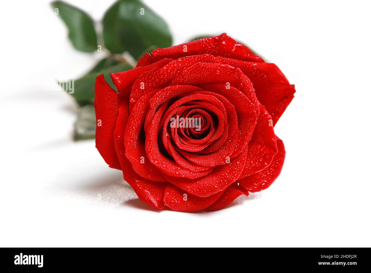 Rose, rote Rose, Rosen, rote Rosen Stockfoto