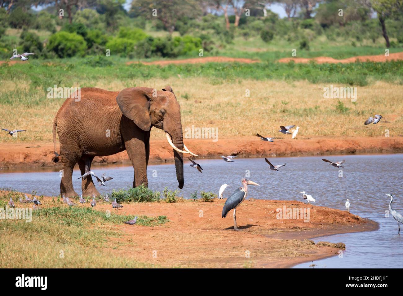 Wasserkörper, Elefant, Gewässer, Elefanten Stockfoto
