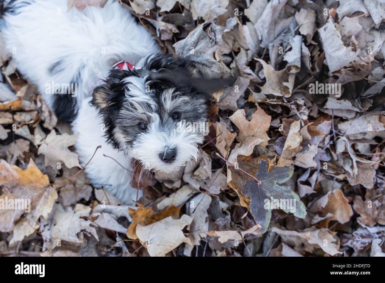 Liebenswert havanese Welpen spielen im Herbst Blätter. Stockfoto