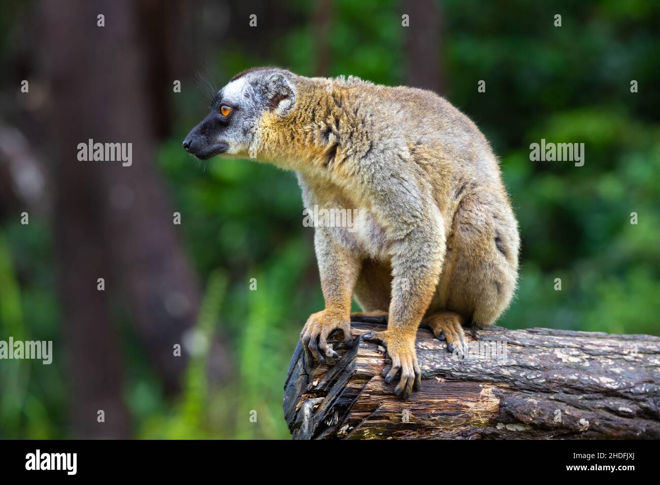 Echte Lemuren Stockfoto