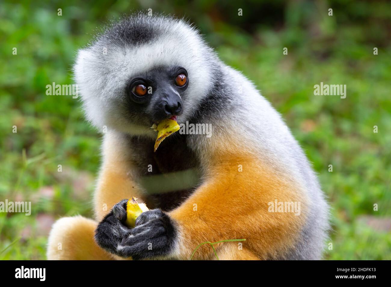 Fütterung, Diademed Sifaka, Fütterung, Fütterung Stockfoto