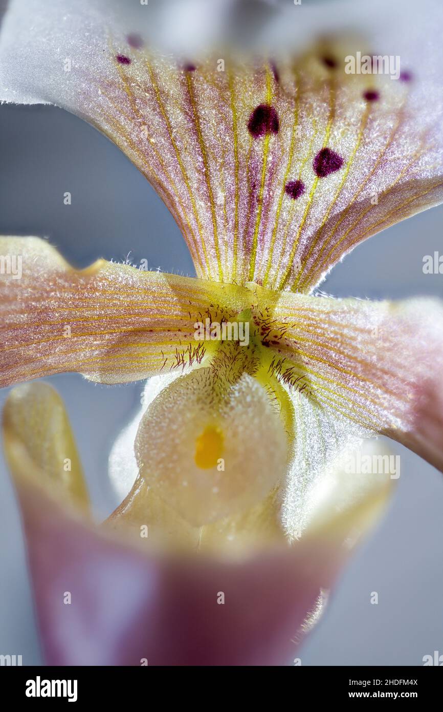 venusschleifer Stockfoto