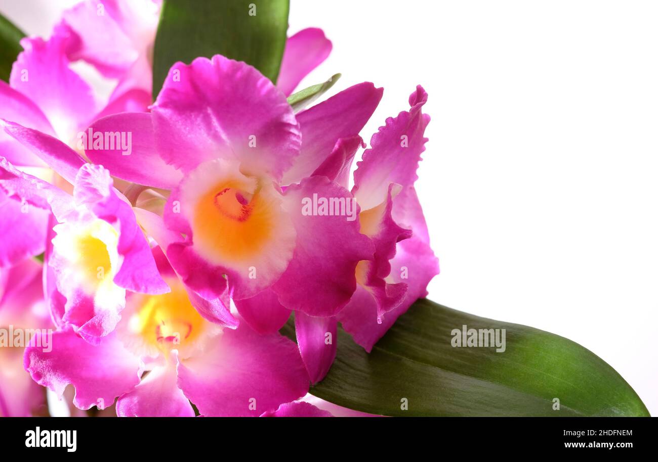 Nahaufnahme von bunten rosa Orchideenblumen auf weißem Hintergrund Stockfoto