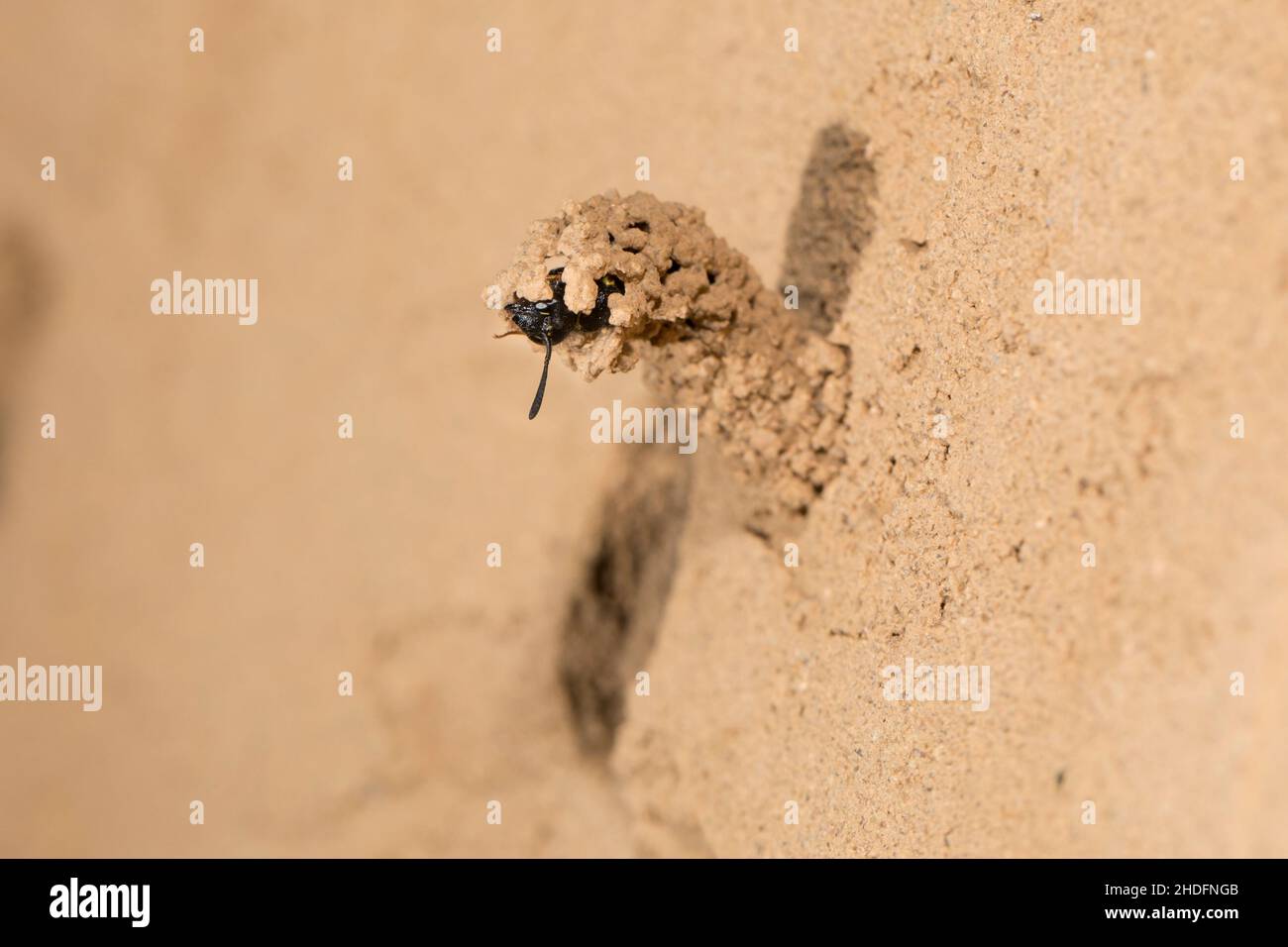 Vogelnest, stachelige Maurerwespe, Vogelnester Stockfoto