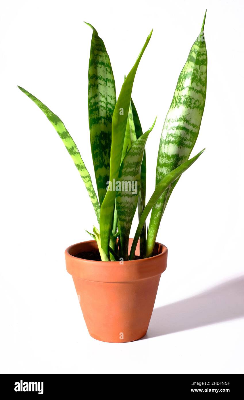 Schwiegermutter-Zunge Hauspflanze auf weißem Hintergrund Stockfoto