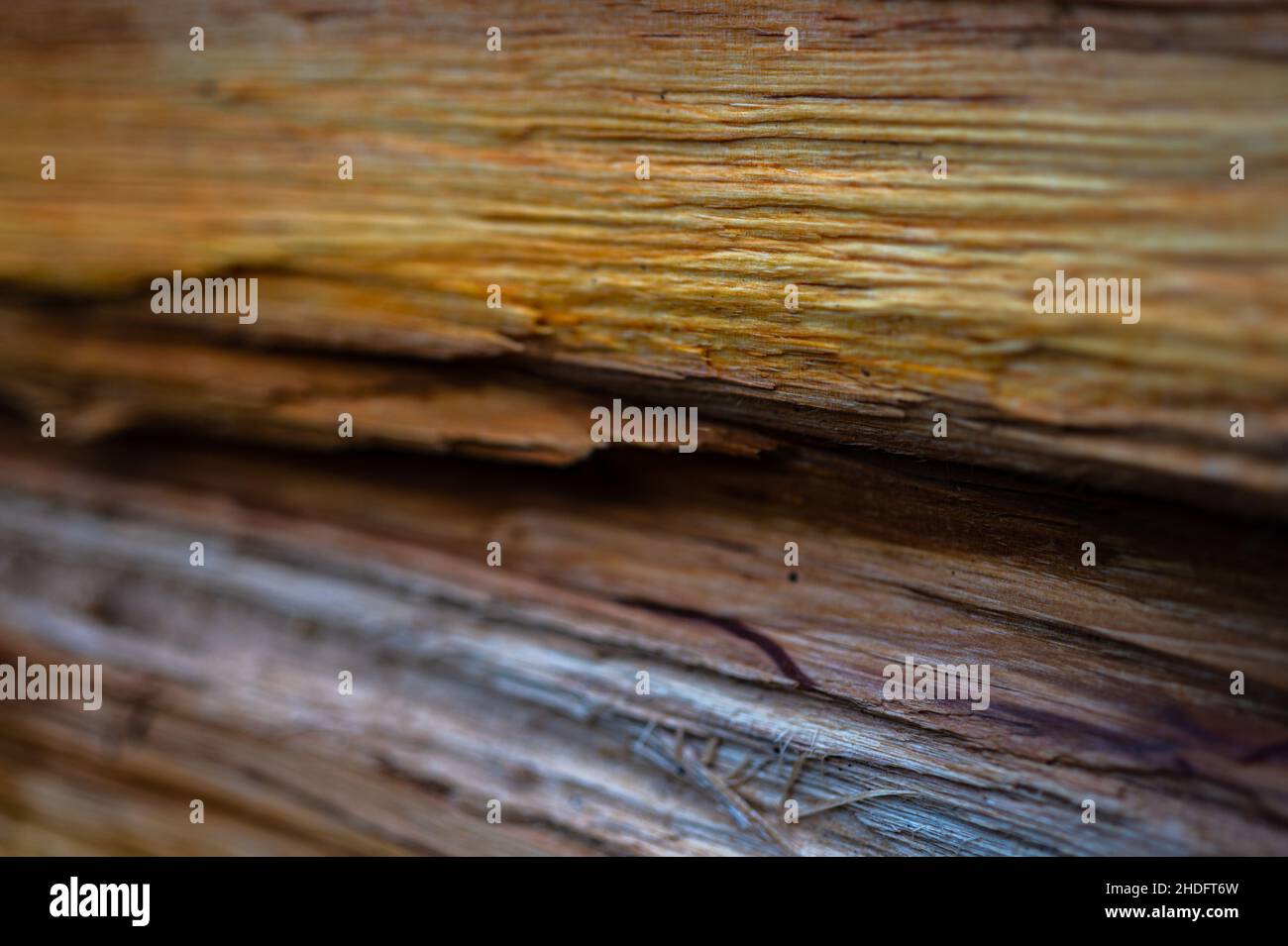Frisches Holz log Textur Hintergrund. Grauerle, gesprenkelte Erle, Alnus incana Stockfoto