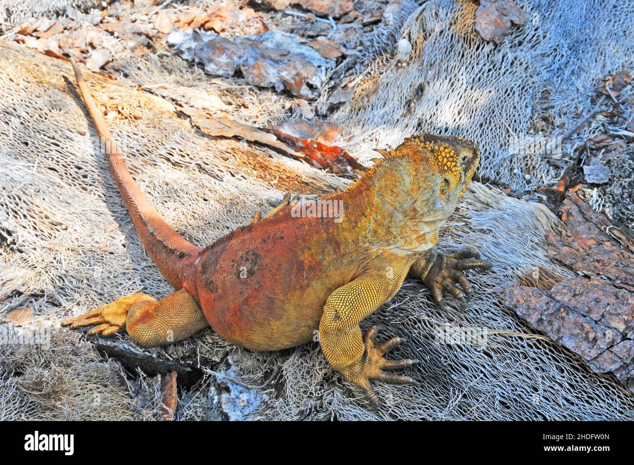 Iguana, Galapagos-Inseln, Ecuador Stockfoto