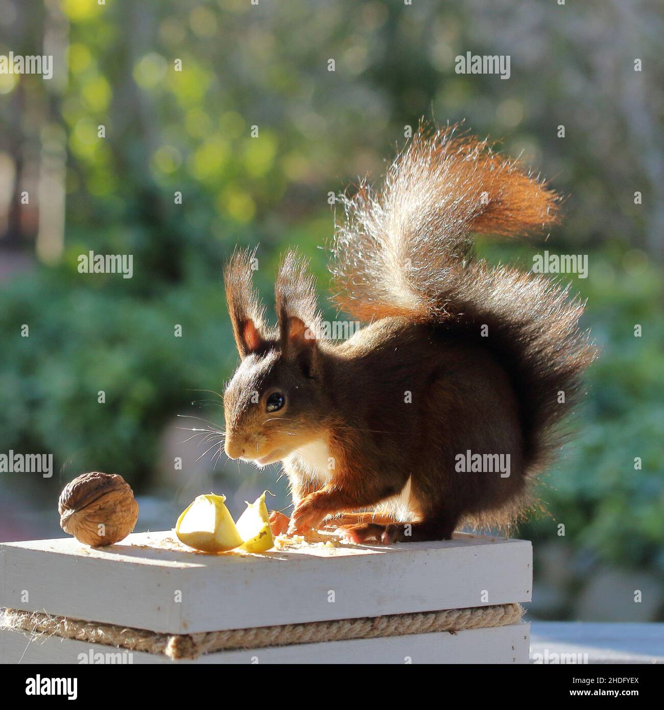 Futter, Fütterung, Rothörnchen, Futter, Fütterung, Rote Eichhörnchen Stockfoto