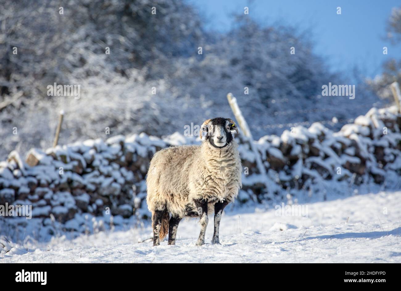 Ein feines Swaledale Mutterschafe im tiefsten Winter mit schneebedeckten Bäumen, Mauerbau und Feld. Swaledale Schafe sind eine robuste Rasse aus North Yorkshire. Stockfoto