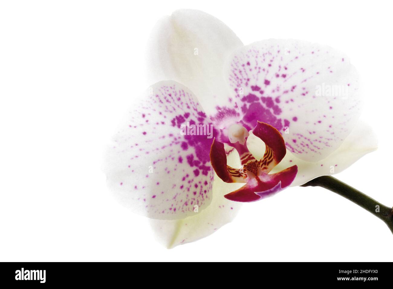 Orchidee, Orchideenblüte, Orchideen Stockfoto