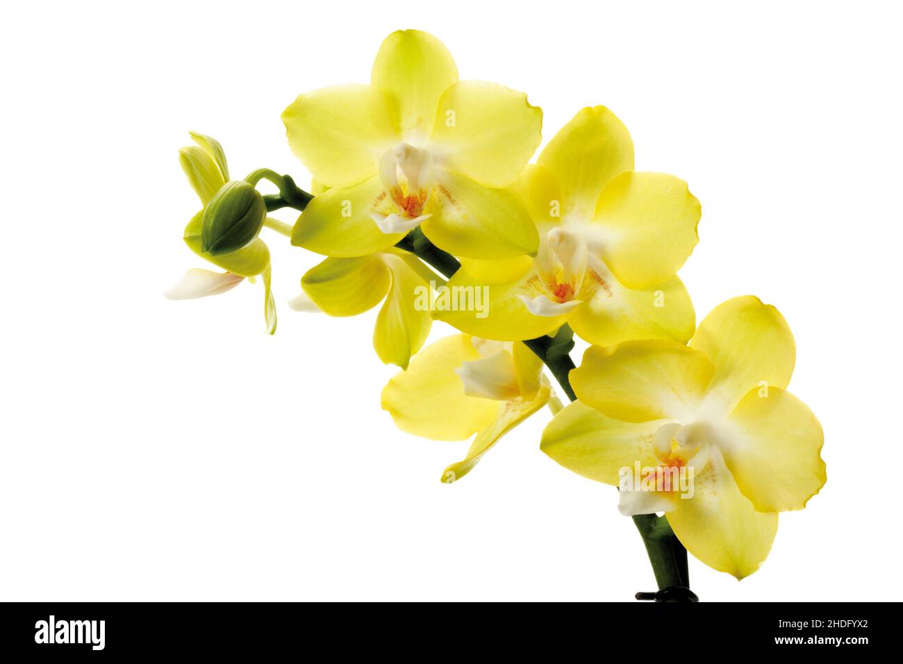 Orchidee, Orchideenblüte, Orchideen Stockfoto