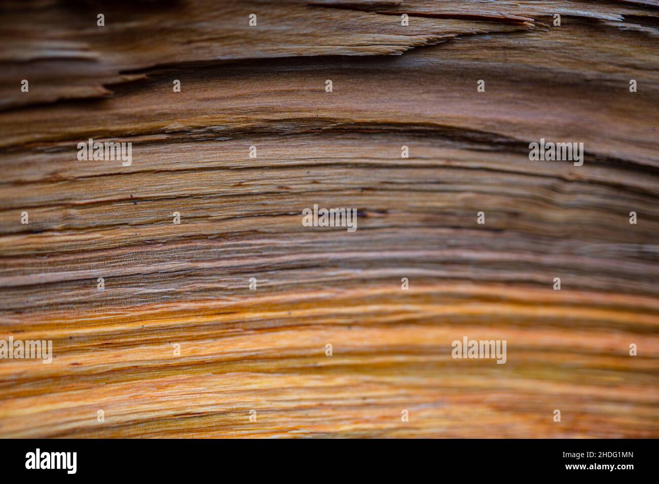 Frisches Holz log Textur Hintergrund. Grauerle, gesprenkelte Erle, Alnus incana Stockfoto