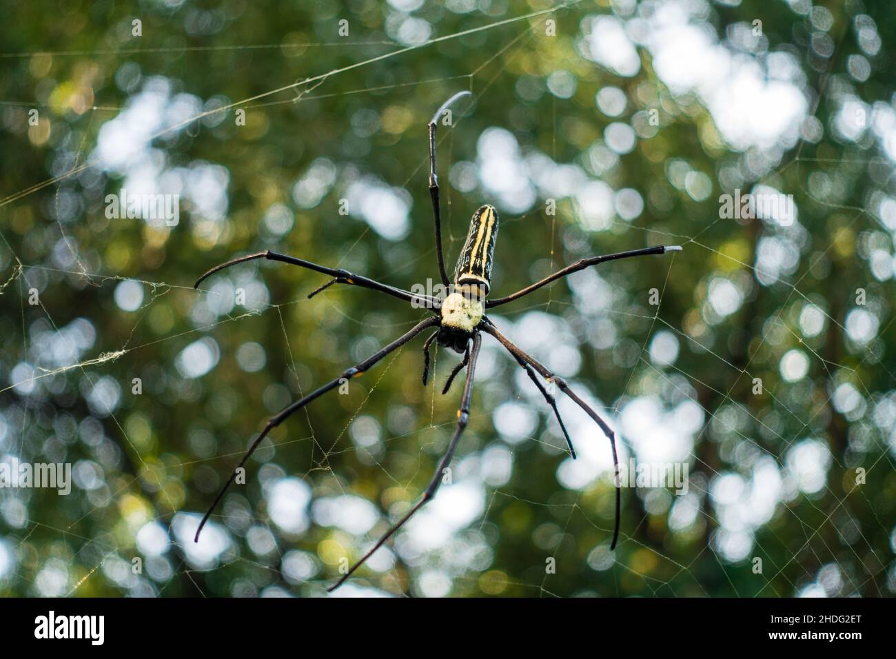 Eine Nahaufnahme von Nephila Pilipes, einem goldenen Orbis-Weber oder einem riesigen goldenen Orbis-Weber ist eine Art von goldener Orbis-Web-Spinne. Die N. pilipes golden Stockfoto