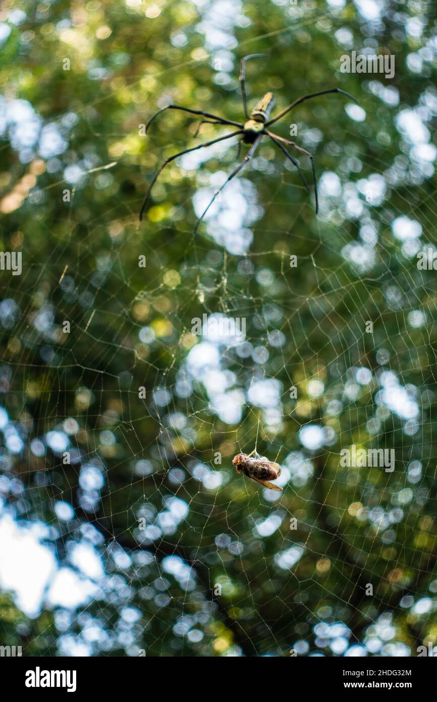 Eine Nahaufnahme einer goldenen Kugelweberspinne, die sich einer Biene nähert, die auf ihrem Netz festsitzt. Nephila pilipes, nördlicher Goldener Reichsapfel-Weber oder riesiger Goldener Reichsapfel-Weber Stockfoto