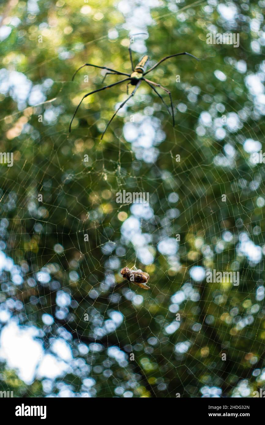 Eine Nahaufnahme einer goldenen Kugelweberspinne, die sich einer Biene nähert, die auf ihrem Netz festsitzt. Nephila pilipes, nördlicher Goldener Reichsapfel-Weber oder riesiger Goldener Reichsapfel-Weber Stockfoto