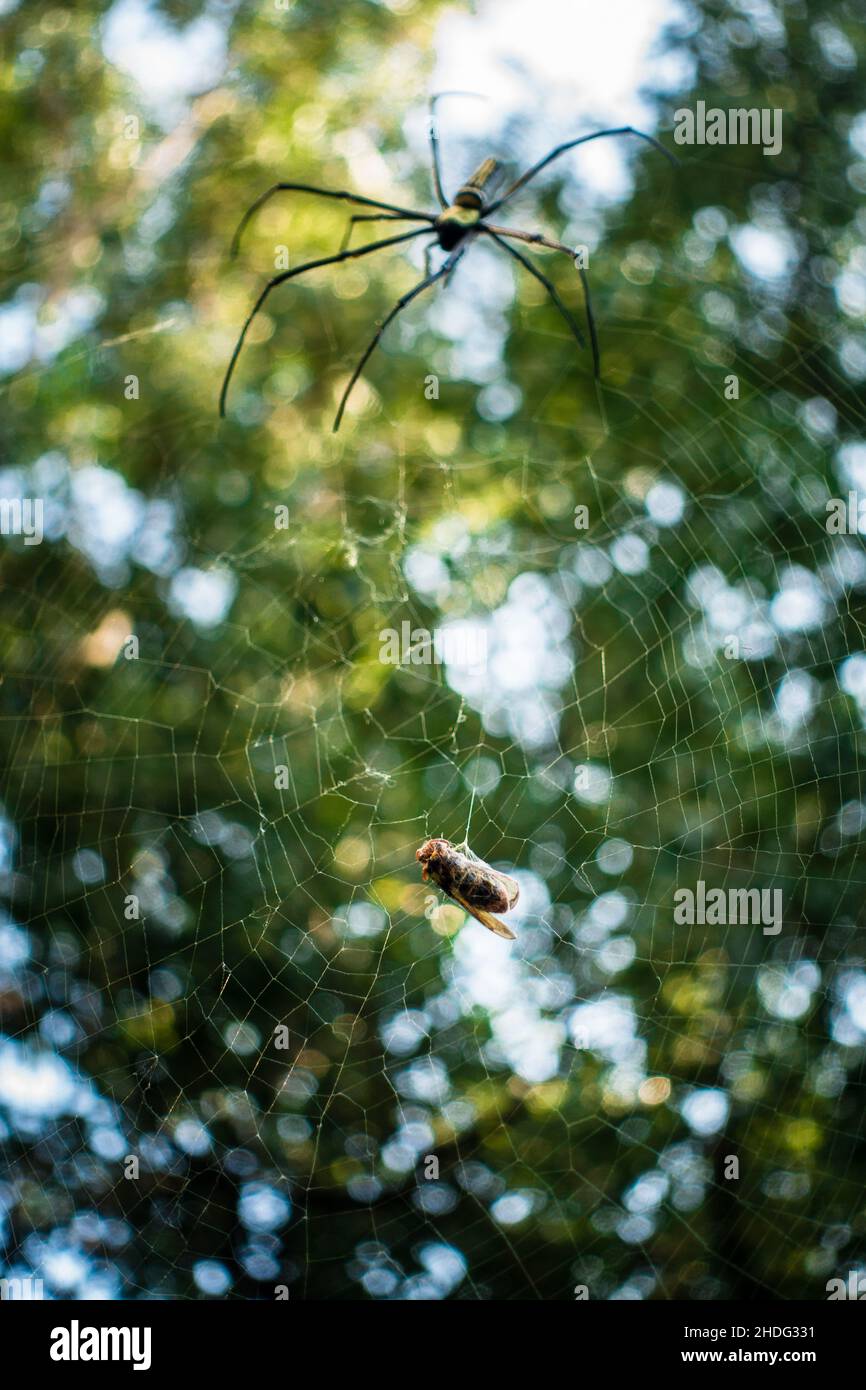 Eine Nahaufnahme einer goldenen Kugelweberspinne, die sich einer Biene nähert, die auf ihrem Netz festsitzt. Nephila pilipes, nördlicher Goldener Reichsapfel-Weber oder riesiger Goldener Reichsapfel-Weber Stockfoto