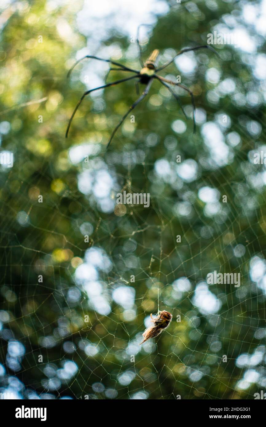 Eine Nahaufnahme einer goldenen Kugelweberspinne, die sich einer Biene nähert, die auf ihrem Netz festsitzt. Nephila pilipes, nördlicher Goldener Reichsapfel-Weber oder riesiger Goldener Reichsapfel-Weber Stockfoto