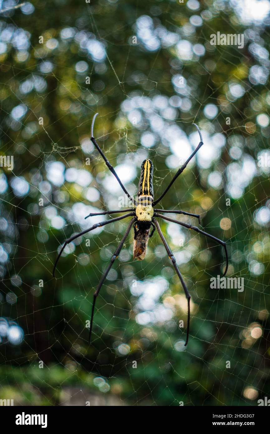 Eine Nahaufnahme der goldenen Reichspinne, die eine Biene in ihrem Netz frisst. Nephila pilipes, nördlicher Goldener Orbis Weaver oder riesiger Goldener Orbis Weaver ist ein Stockfoto