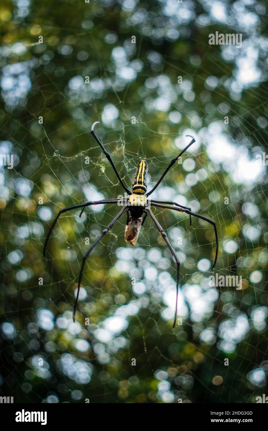 Eine Nahaufnahme der goldenen Reichspinne, die eine Biene in ihrem Netz frisst. Nephila pilipes, nördlicher Goldener Orbis Weaver oder riesiger Goldener Orbis Weaver ist ein Stockfoto