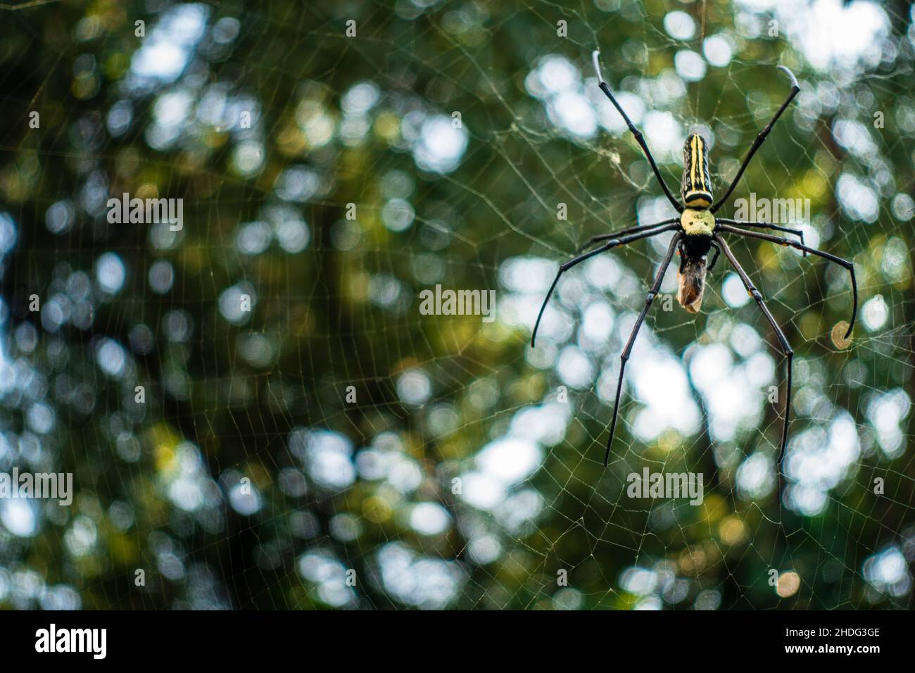 Eine Nahaufnahme der goldenen Reichspinne, die eine Biene in ihrem Netz frisst. Nephila pilipes, nördlicher Goldener Orbis Weaver oder riesiger Goldener Orbis Weaver ist ein Stockfoto