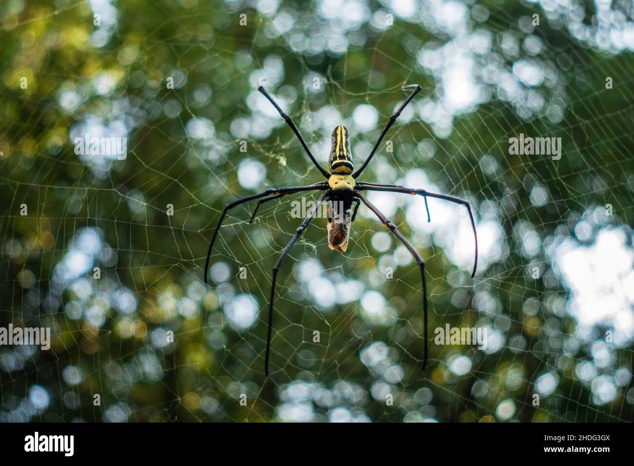 Eine Nahaufnahme der goldenen Reichspinne, die eine Biene in ihrem Netz frisst. Nephila pilipes, nördlicher Goldener Orbis Weaver oder riesiger Goldener Orbis Weaver ist ein Stockfoto