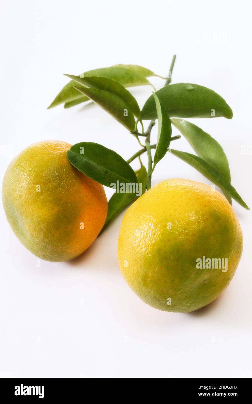 clementine, unreif, Clementine, unripes Stockfoto
