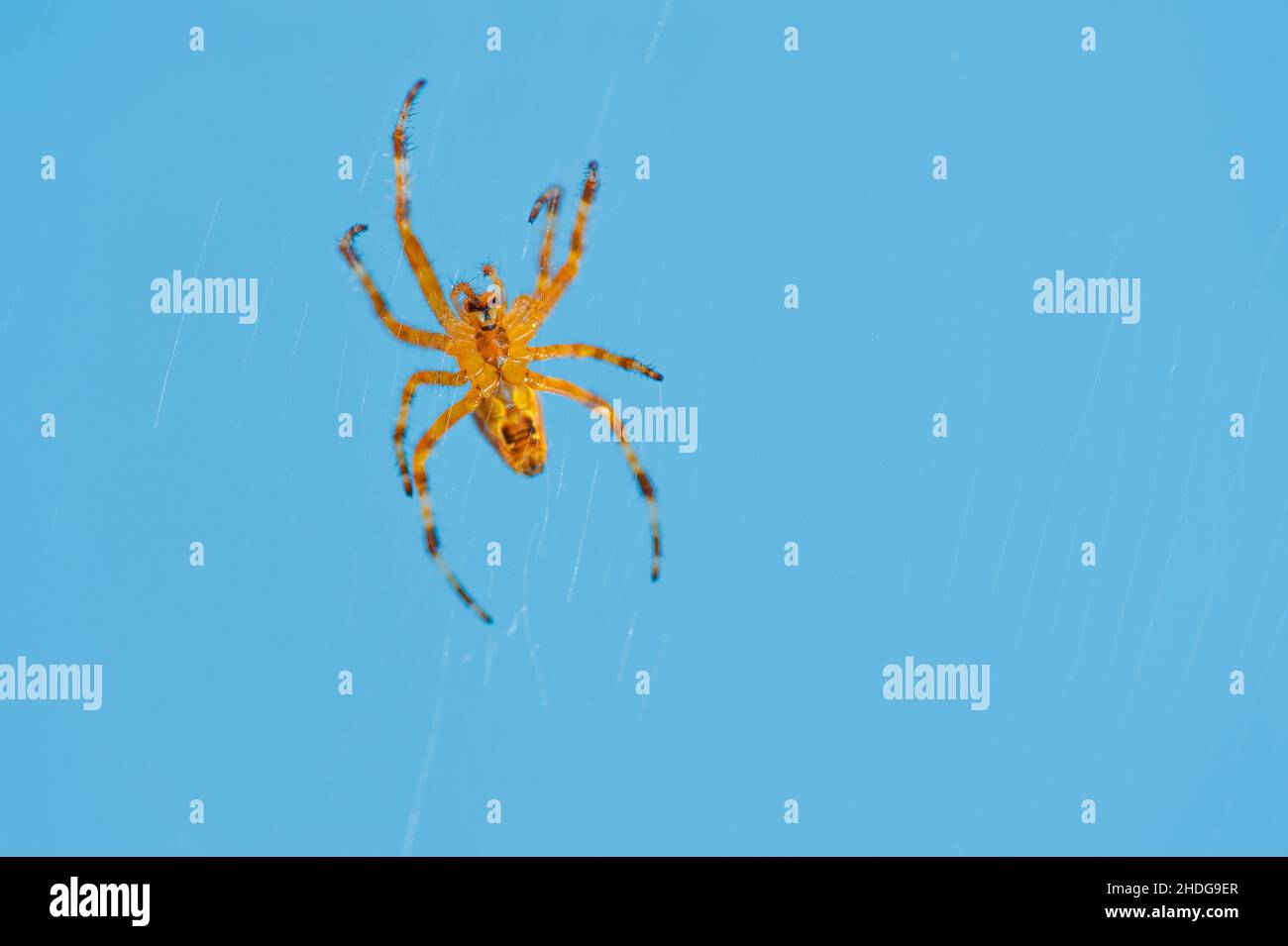 Gartenspinne, Gartenspinnen Stockfoto