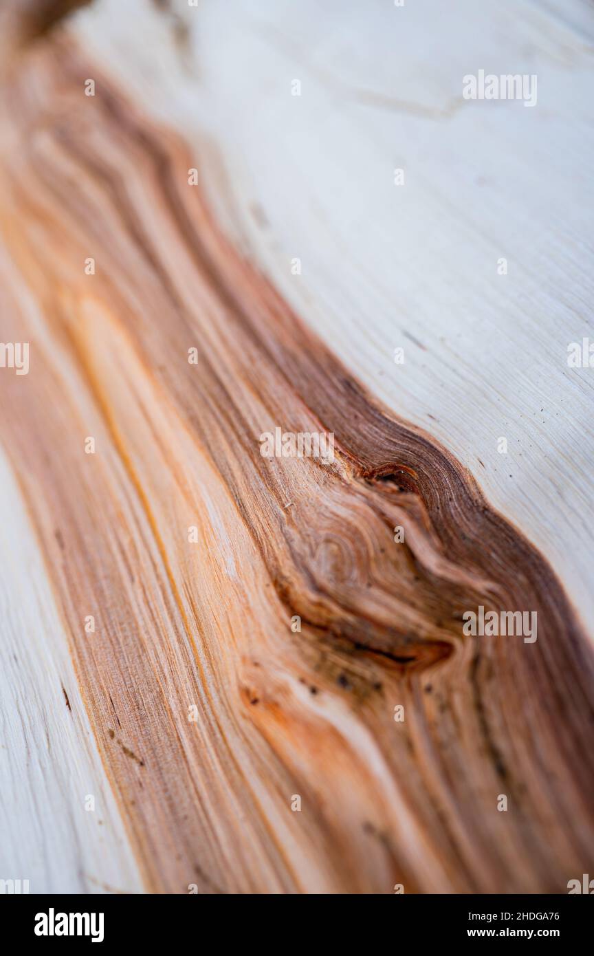 Frisches Holz log Textur Hintergrund. Grauerle, gesprenkelte Erle, Alnus incana Stockfoto