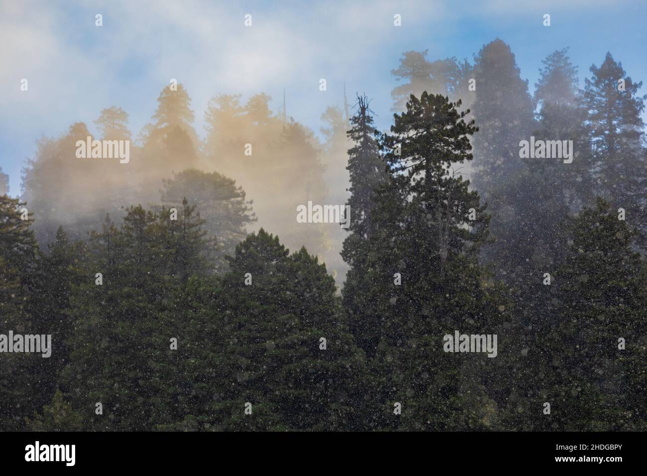 Morgennebel und Regen im Wald von Prim Creek Redwoods State Park, Redwood National and State Parks, Kalifornien, USA Stockfoto